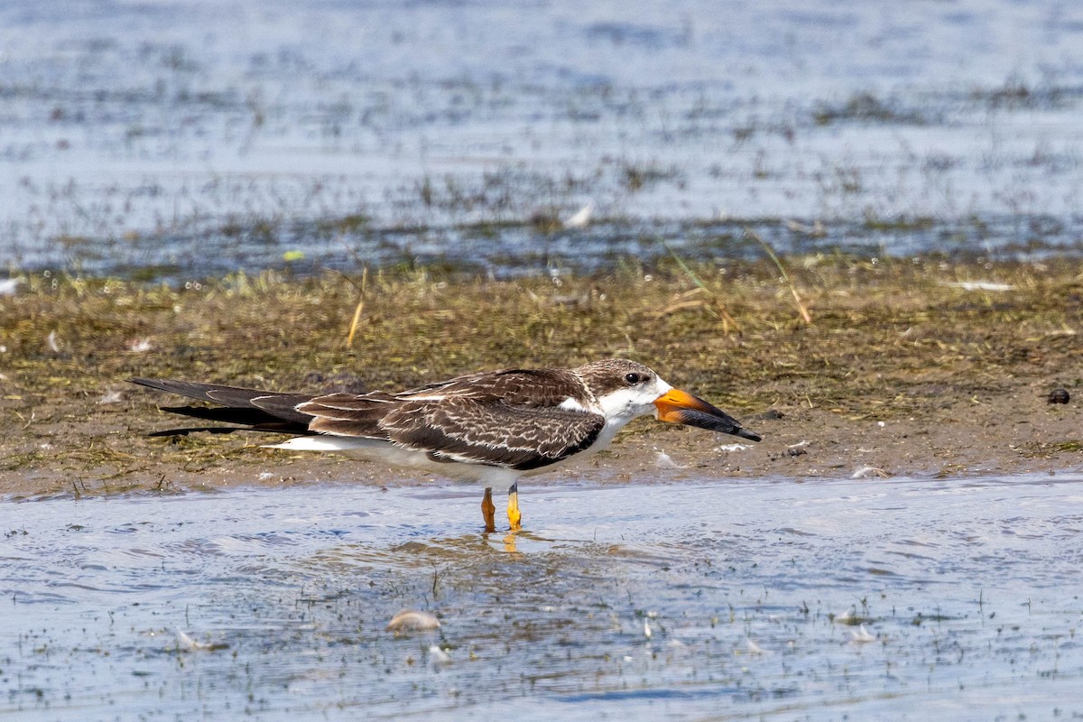 Black Skimmer - ML642883388