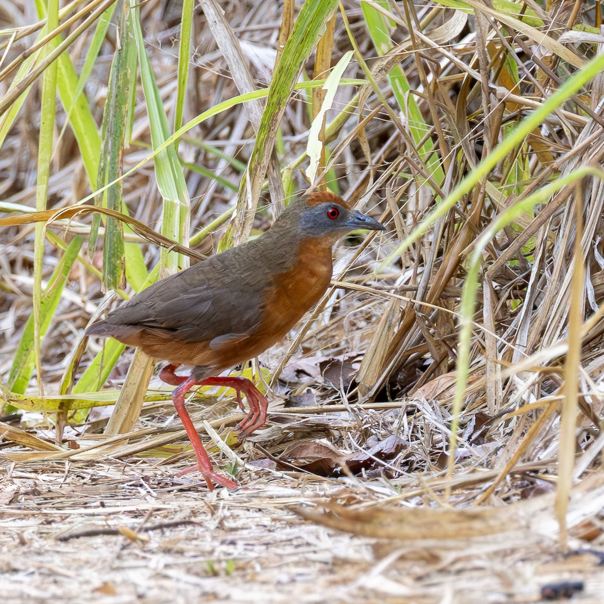 Russet-crowned Crake - ML642883405