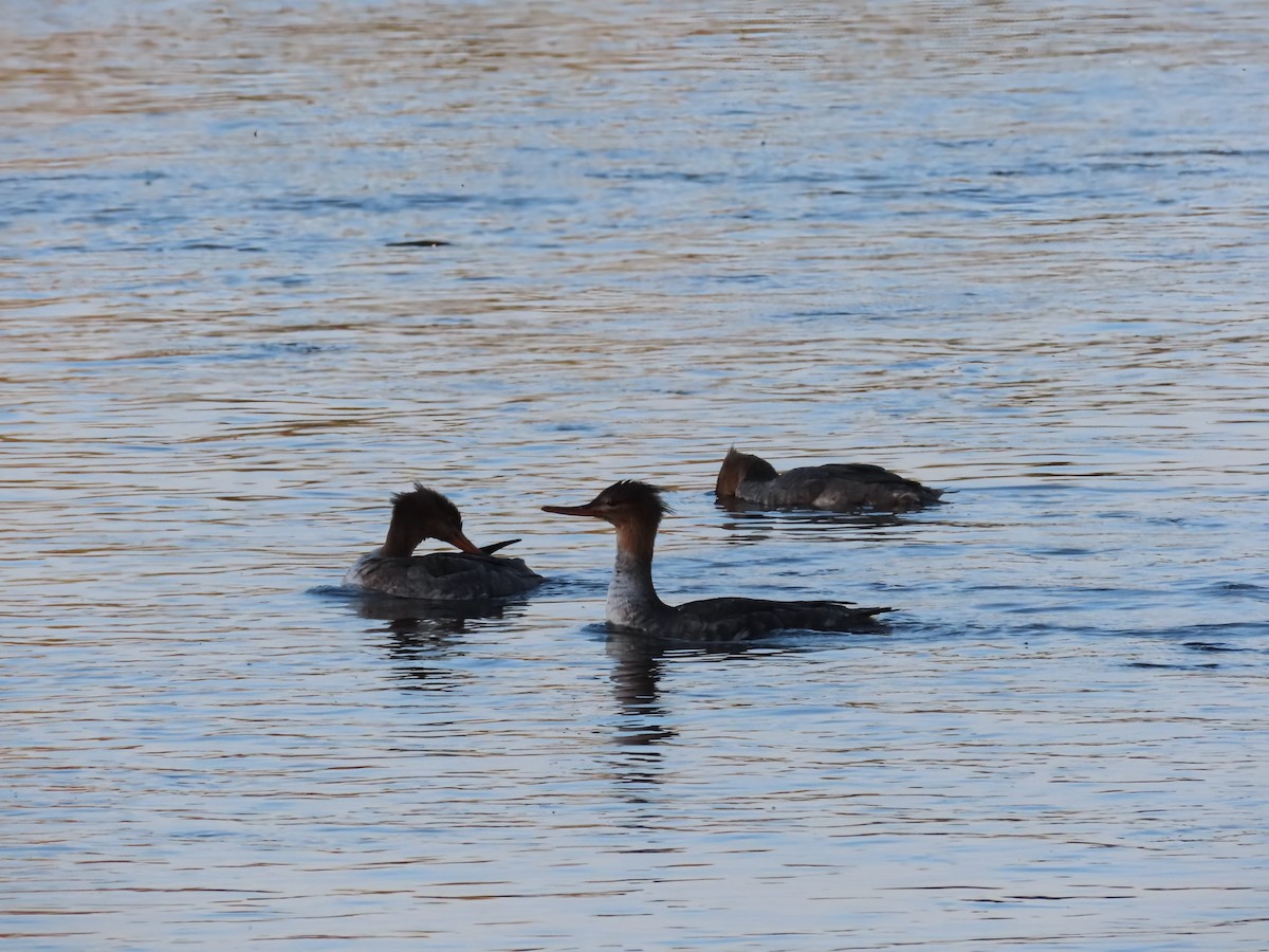 Red-breasted Merganser - ML642883421