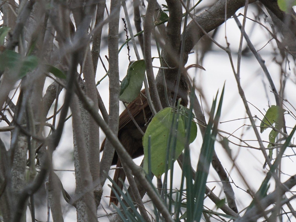 Red-billed Scythebill - ML642883423