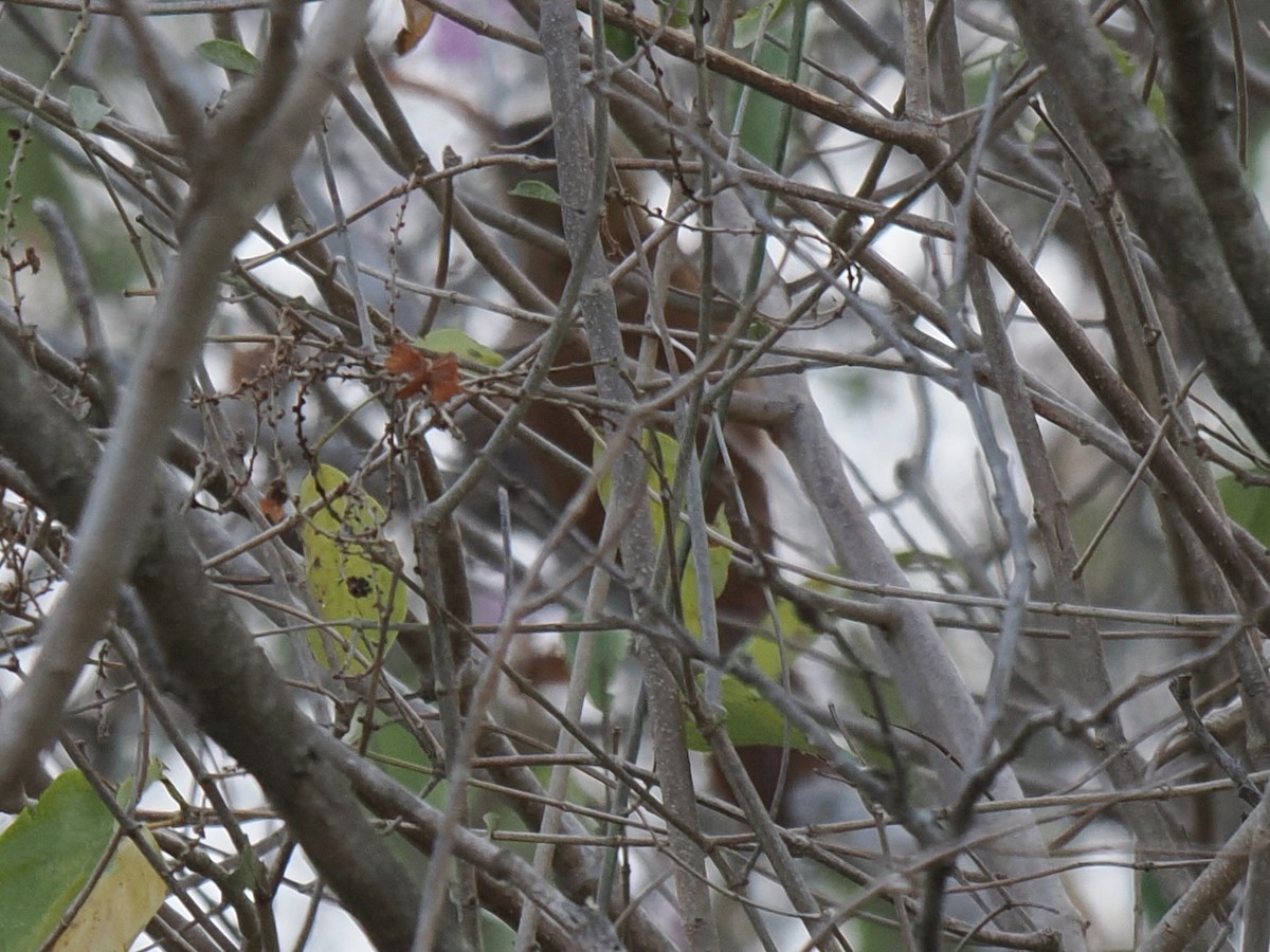 Red-billed Scythebill - ML642883424