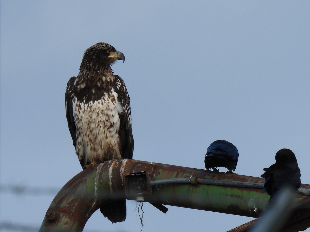 Bald Eagle - ML642883469