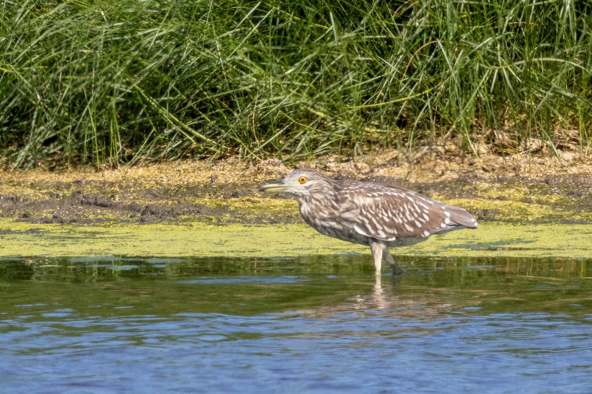 Black-crowned Night Heron - ML642883477