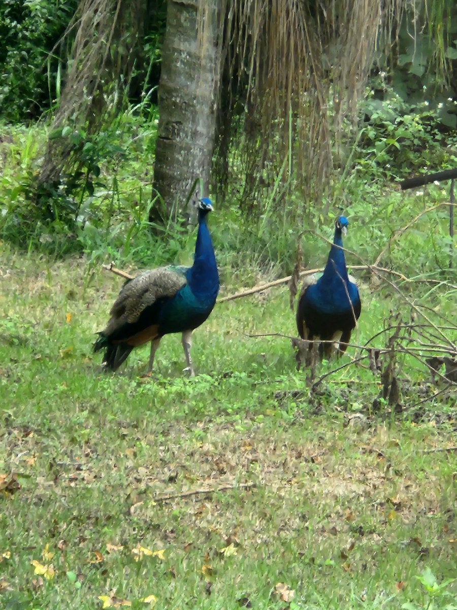 Indian Peafowl - ML642883485