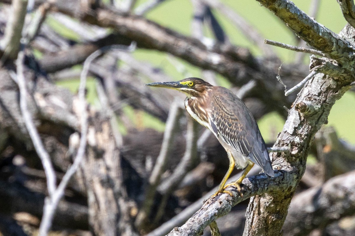 Green Heron - ML642883488