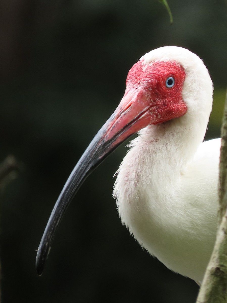 White Ibis - ML642883493