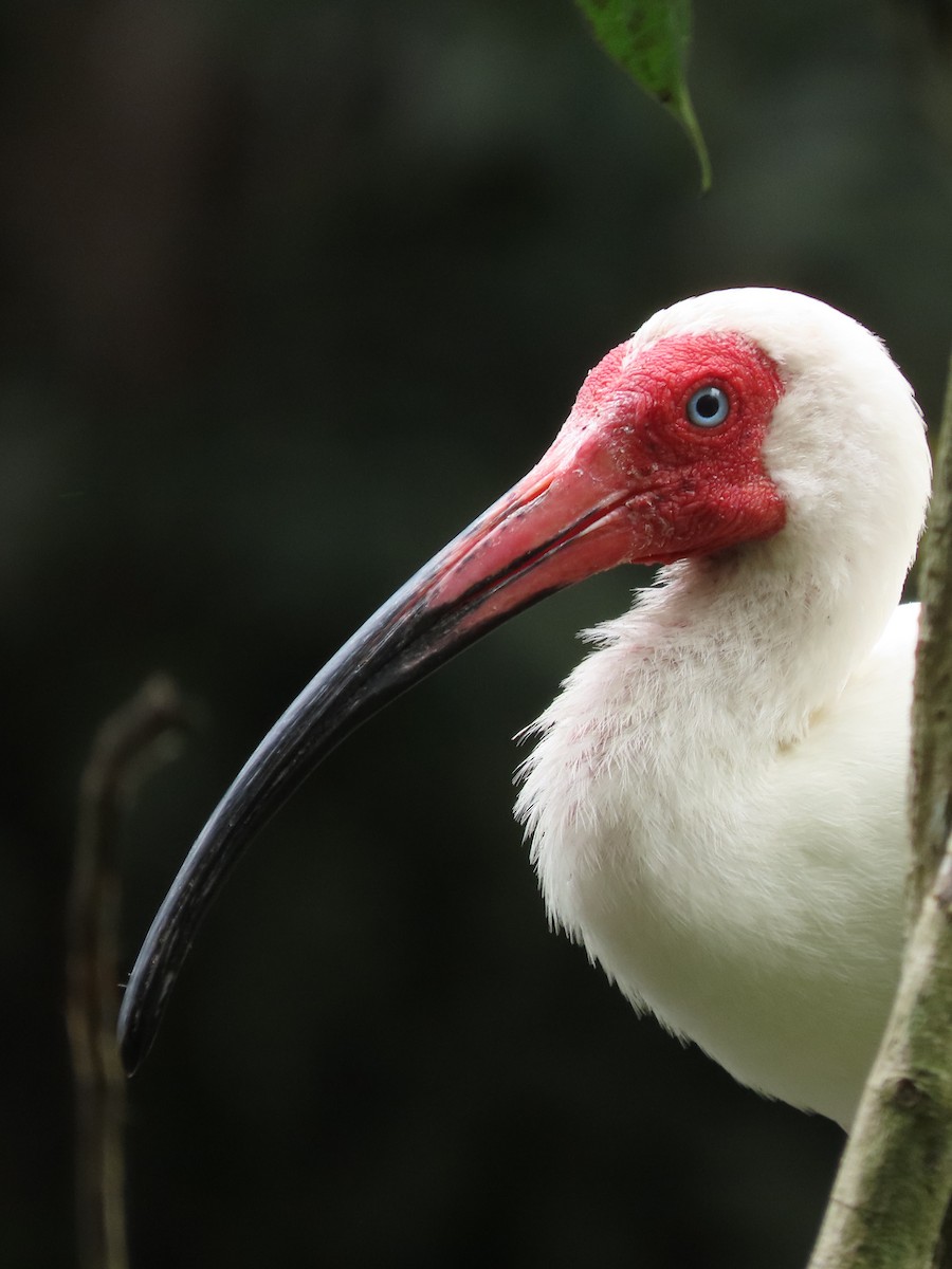 White Ibis - ML642883497