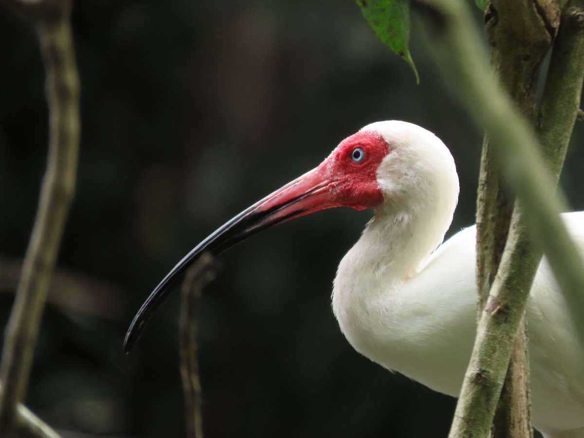 White Ibis - ML642883499