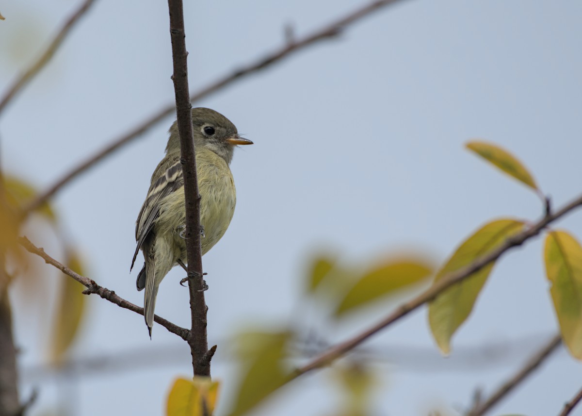 Hammond's Flycatcher - ML642883522