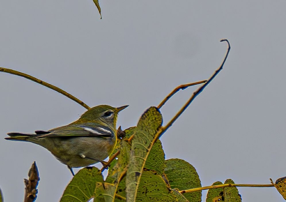 Northern Parula - ML642883536
