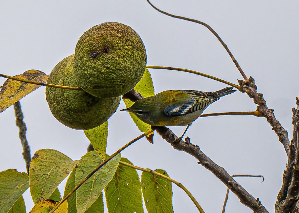 Northern Parula - ML642883537