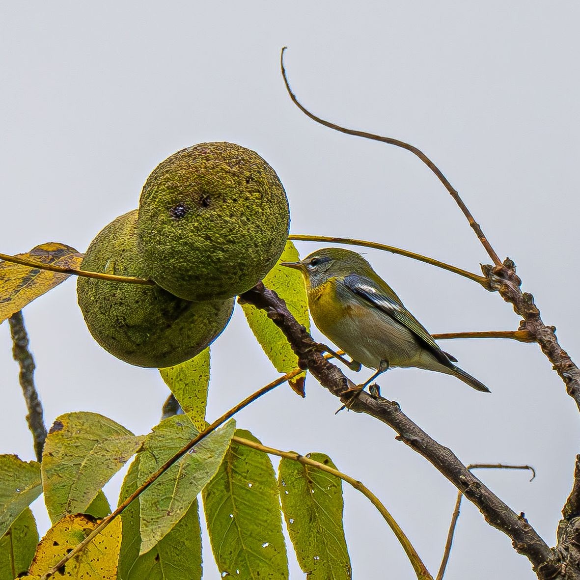 Northern Parula - ML642883538