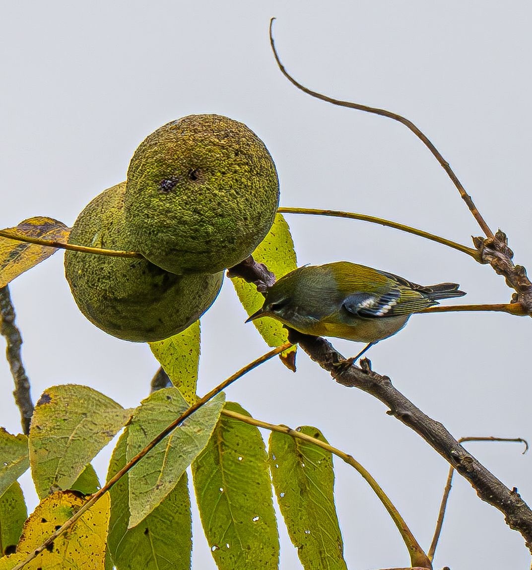 Northern Parula - ML642883539