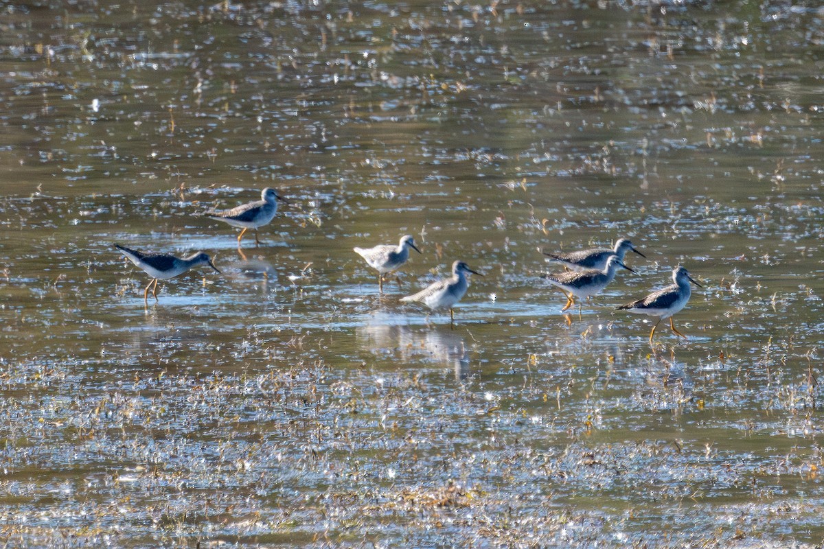 Greater Yellowlegs - ML642883543