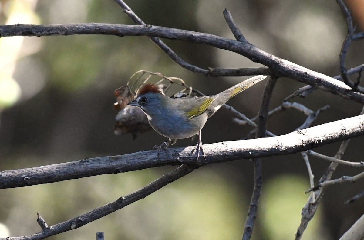Green-tailed Towhee - ML642883549