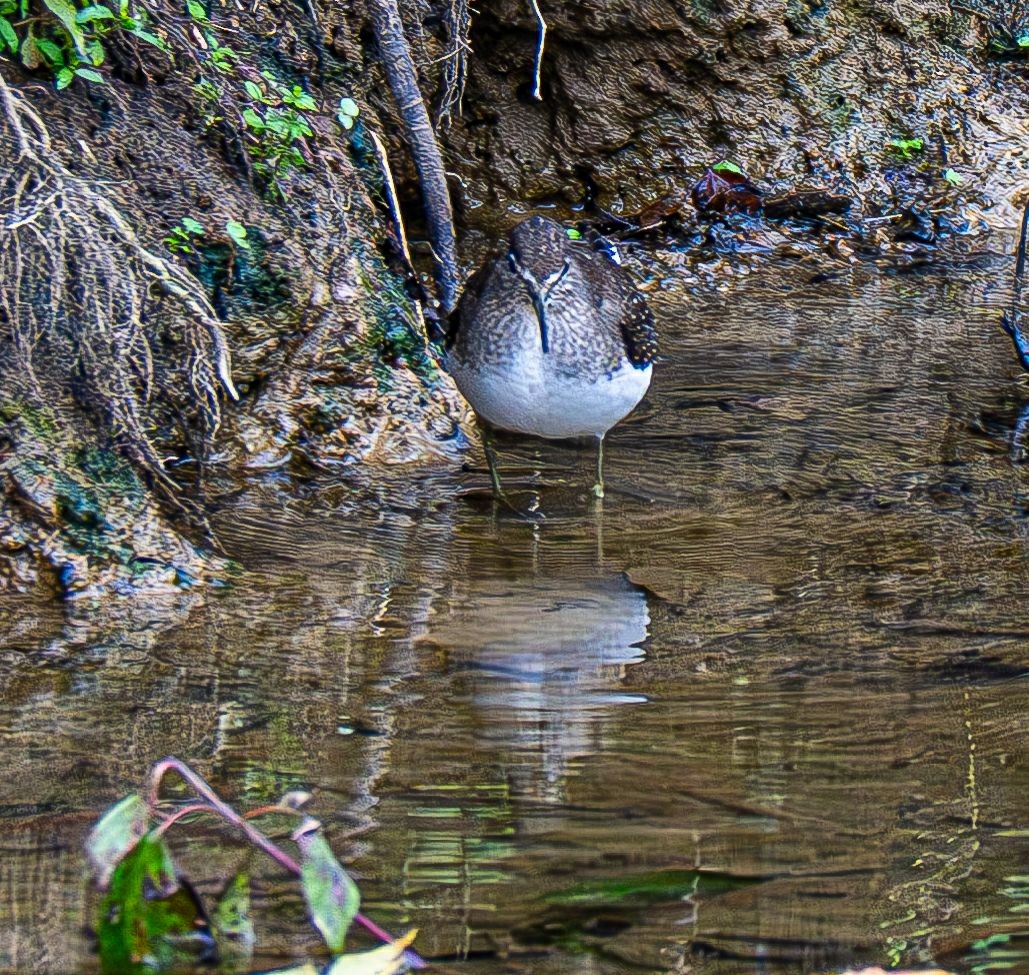 Solitary Sandpiper - ML642883564
