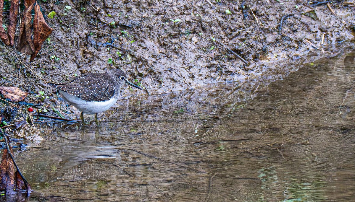 Solitary Sandpiper - ML642883565