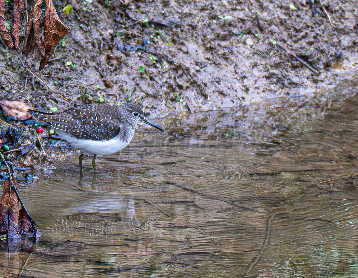 Solitary Sandpiper - ML642883566