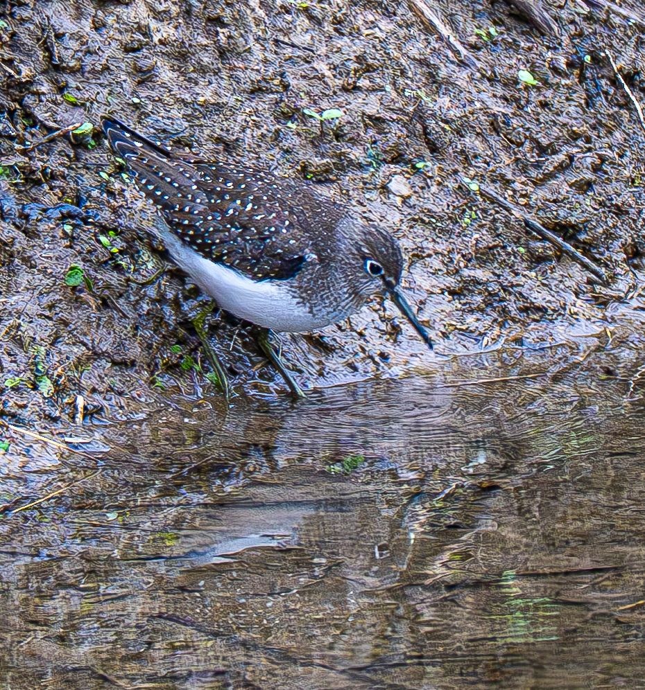 Solitary Sandpiper - ML642883568