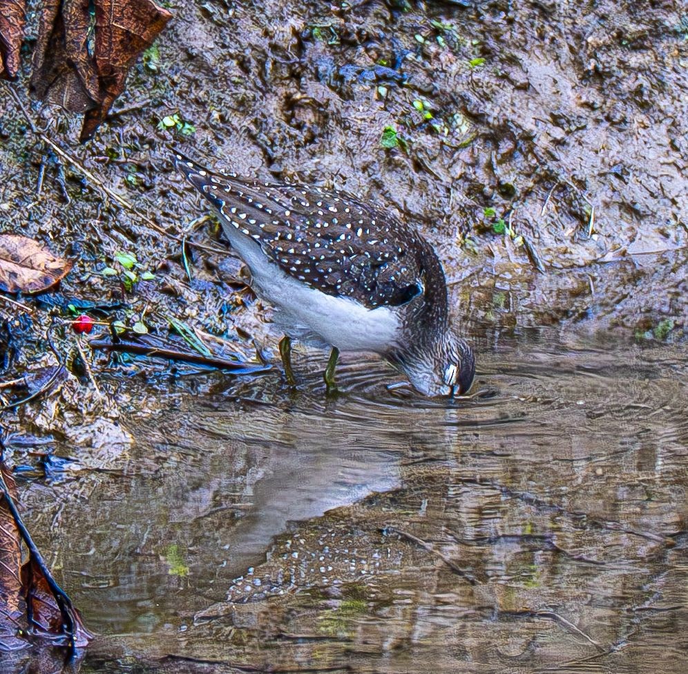 Solitary Sandpiper - ML642883569