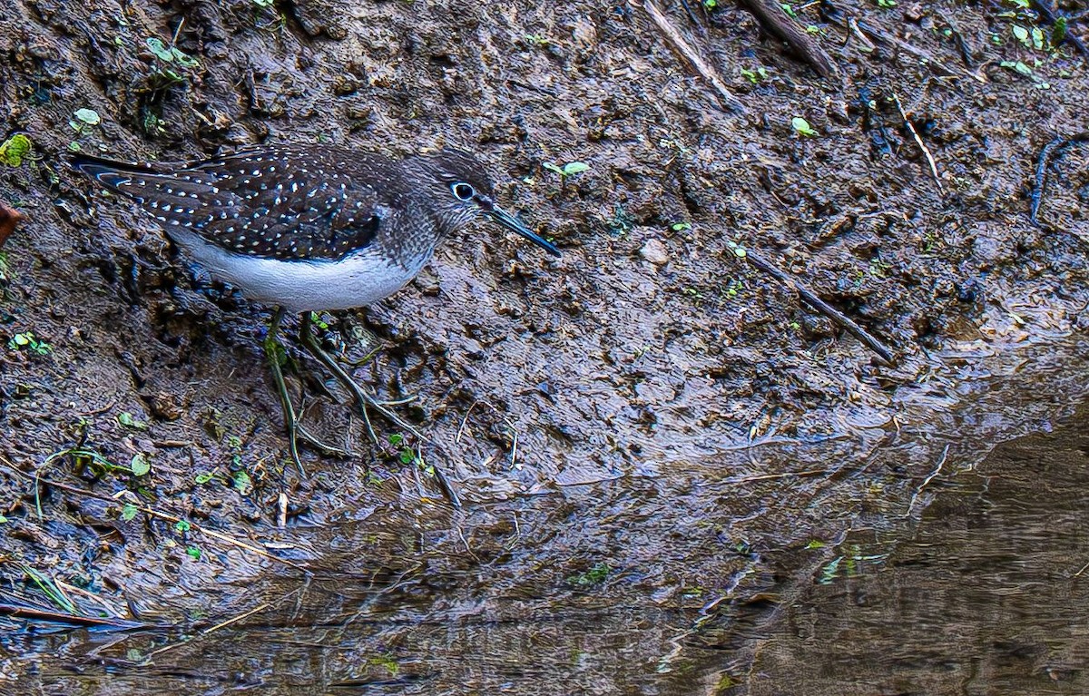 Solitary Sandpiper - ML642883570