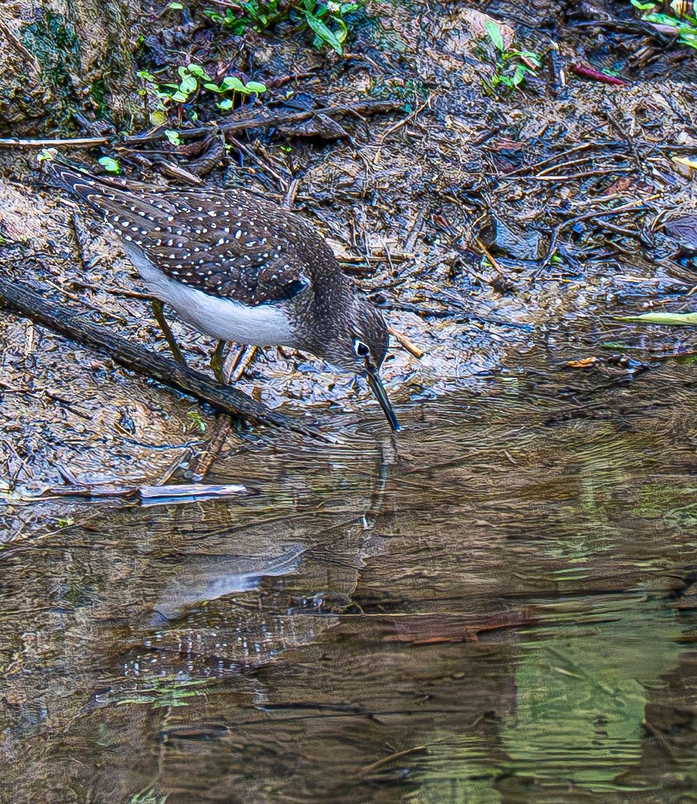 Solitary Sandpiper - ML642883571
