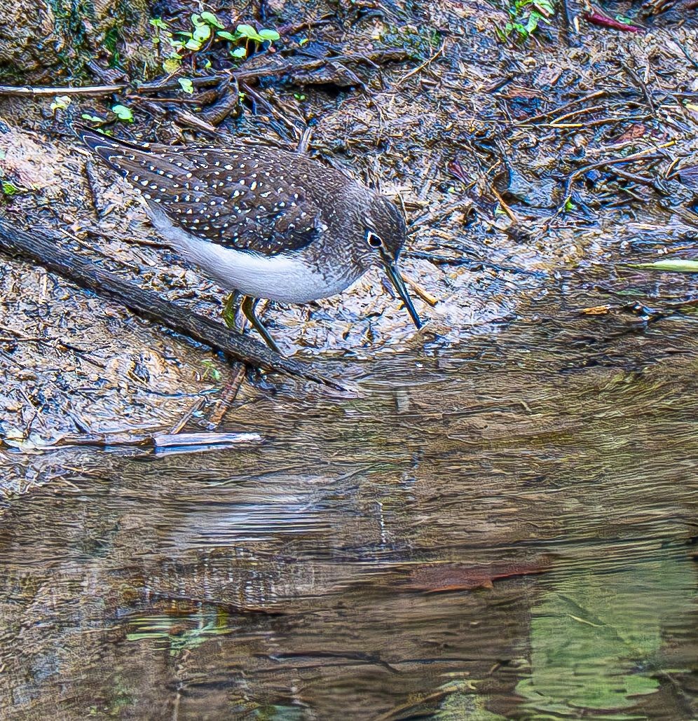 Solitary Sandpiper - ML642883572