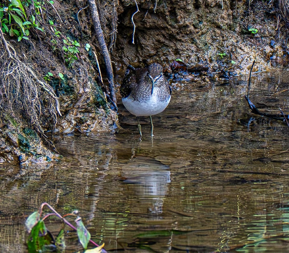 Solitary Sandpiper - ML642883573