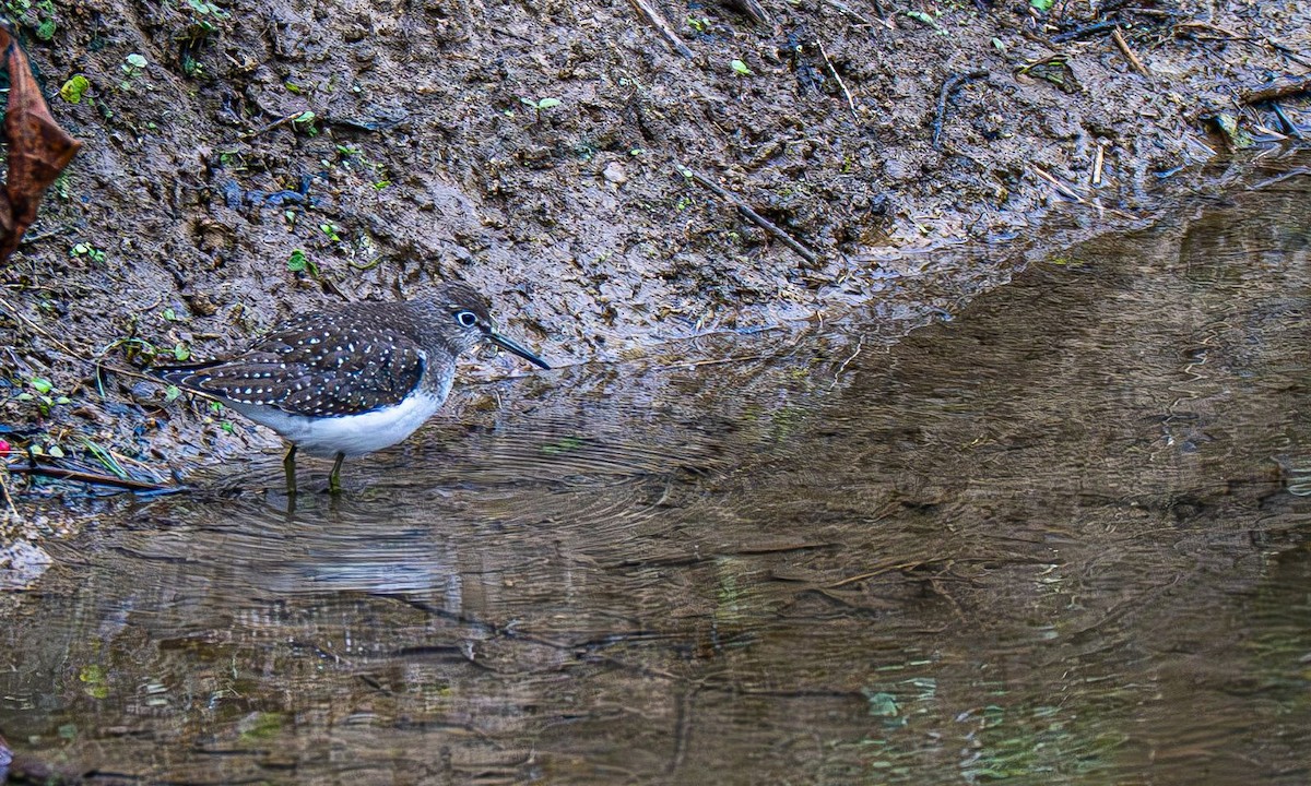 Solitary Sandpiper - ML642883574
