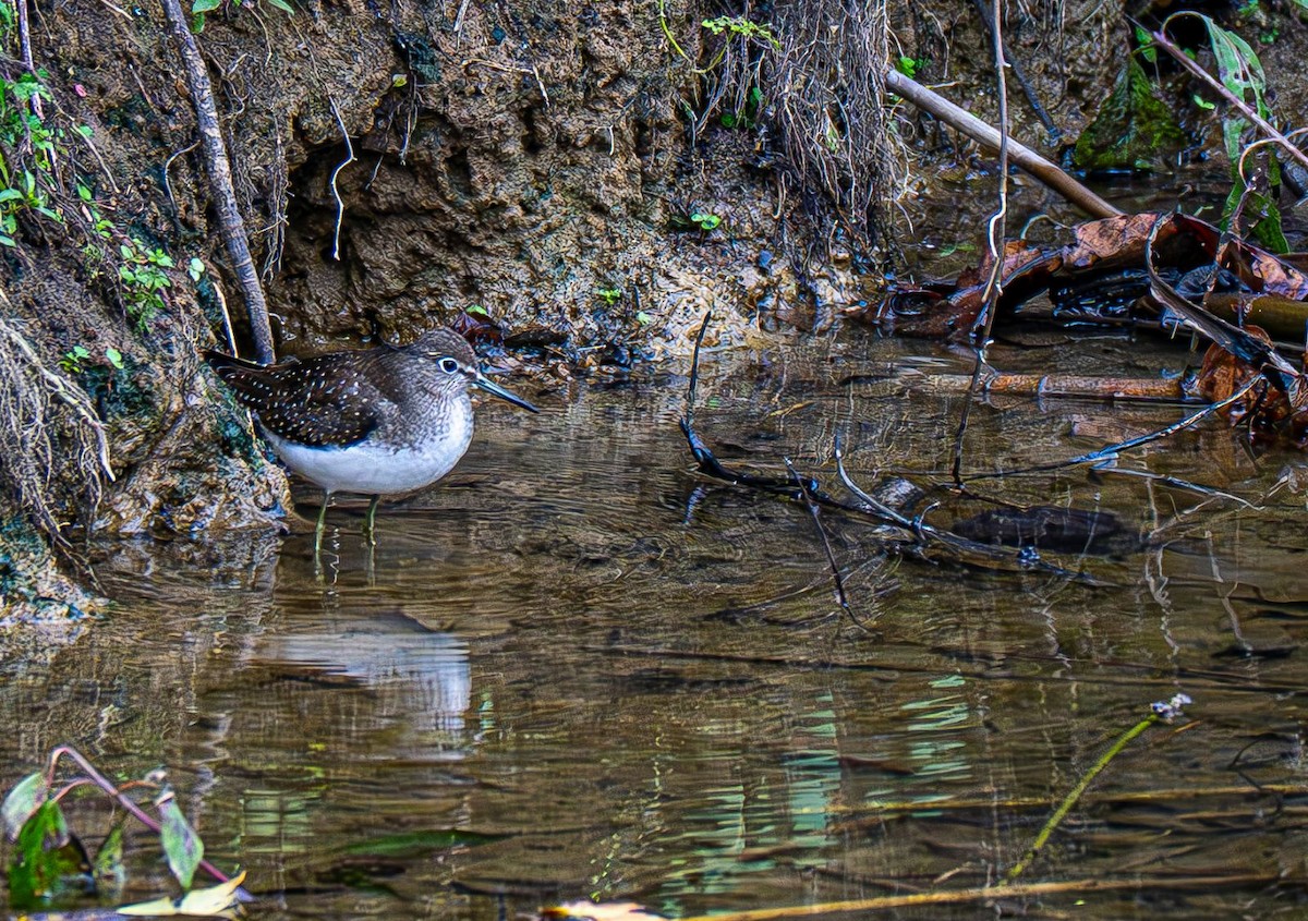 Solitary Sandpiper - ML642883575