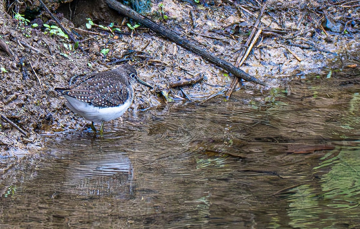 Solitary Sandpiper - ML642883576