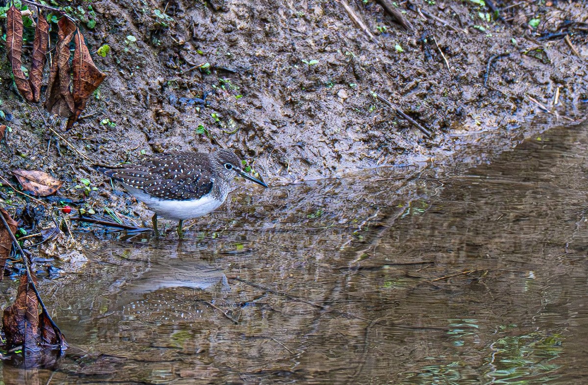 Solitary Sandpiper - ML642883577