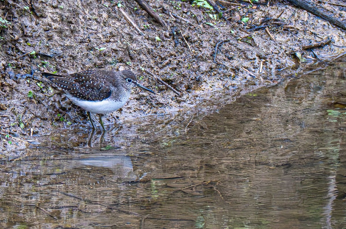 Solitary Sandpiper - ML642883578