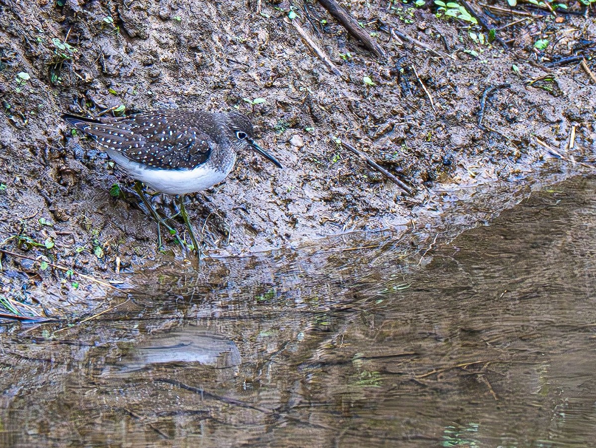 Solitary Sandpiper - ML642883579