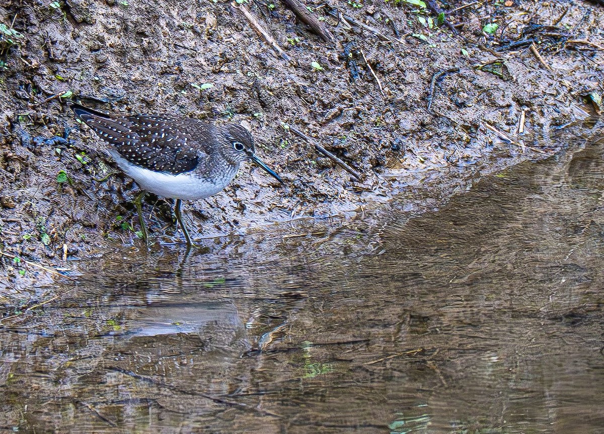 Solitary Sandpiper - ML642883580