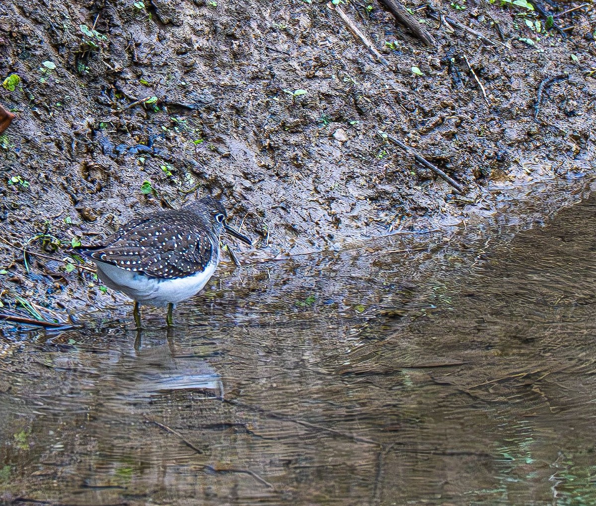 Solitary Sandpiper - ML642883581