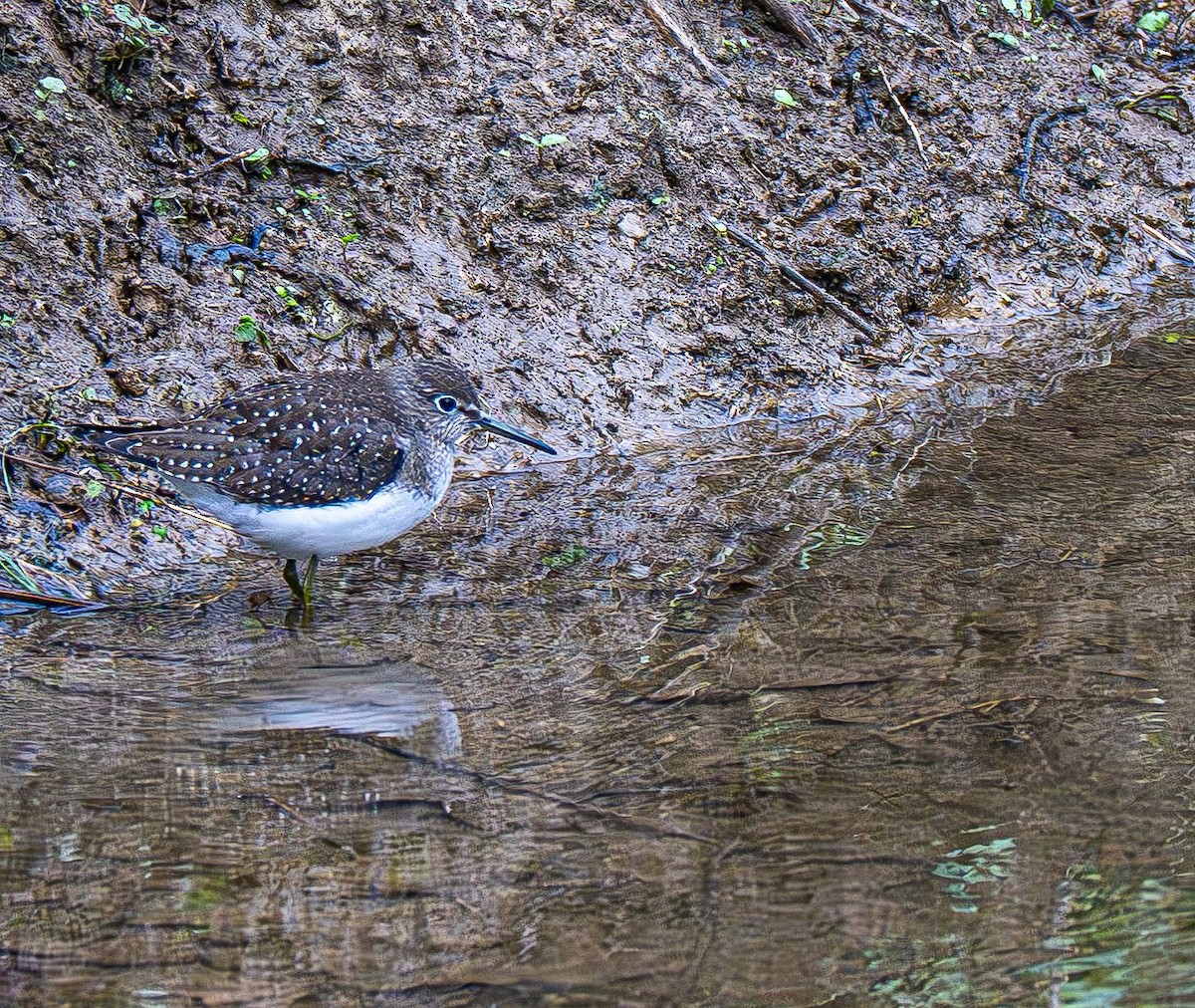 Solitary Sandpiper - ML642883582