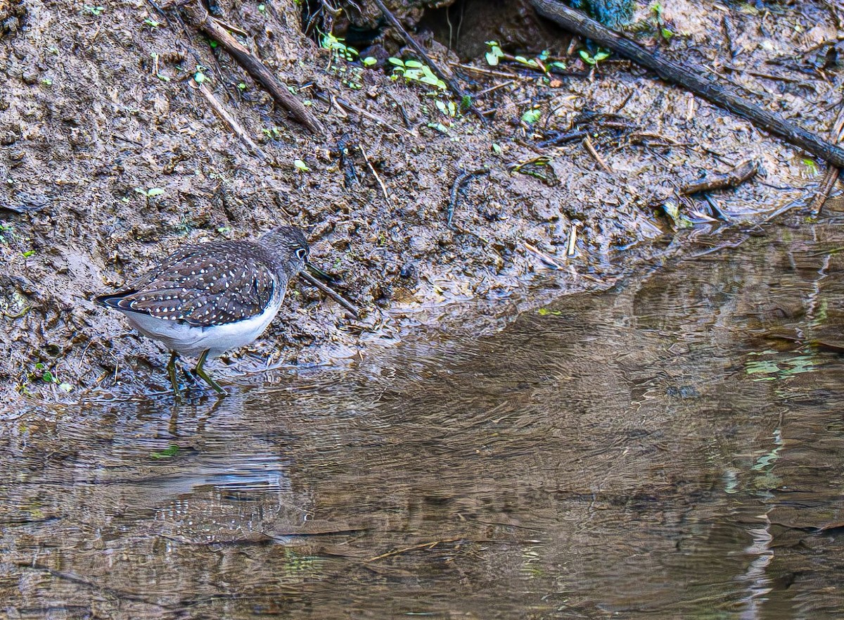 Solitary Sandpiper - ML642883583