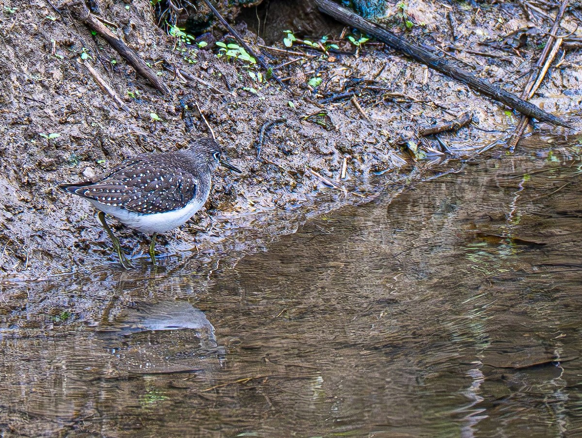 Solitary Sandpiper - ML642883584