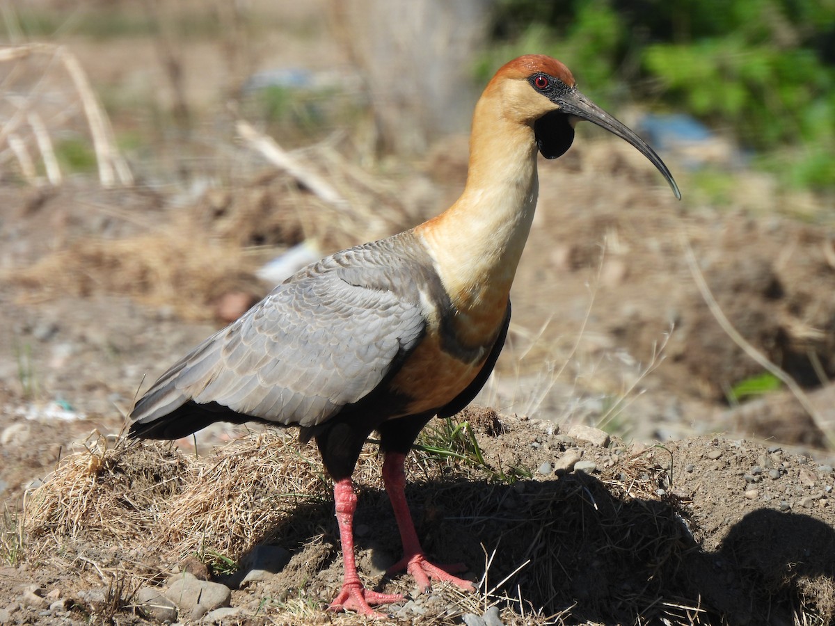 Black-faced Ibis - ML642883586