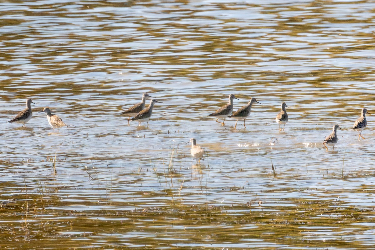 Greater Yellowlegs - ML642883590