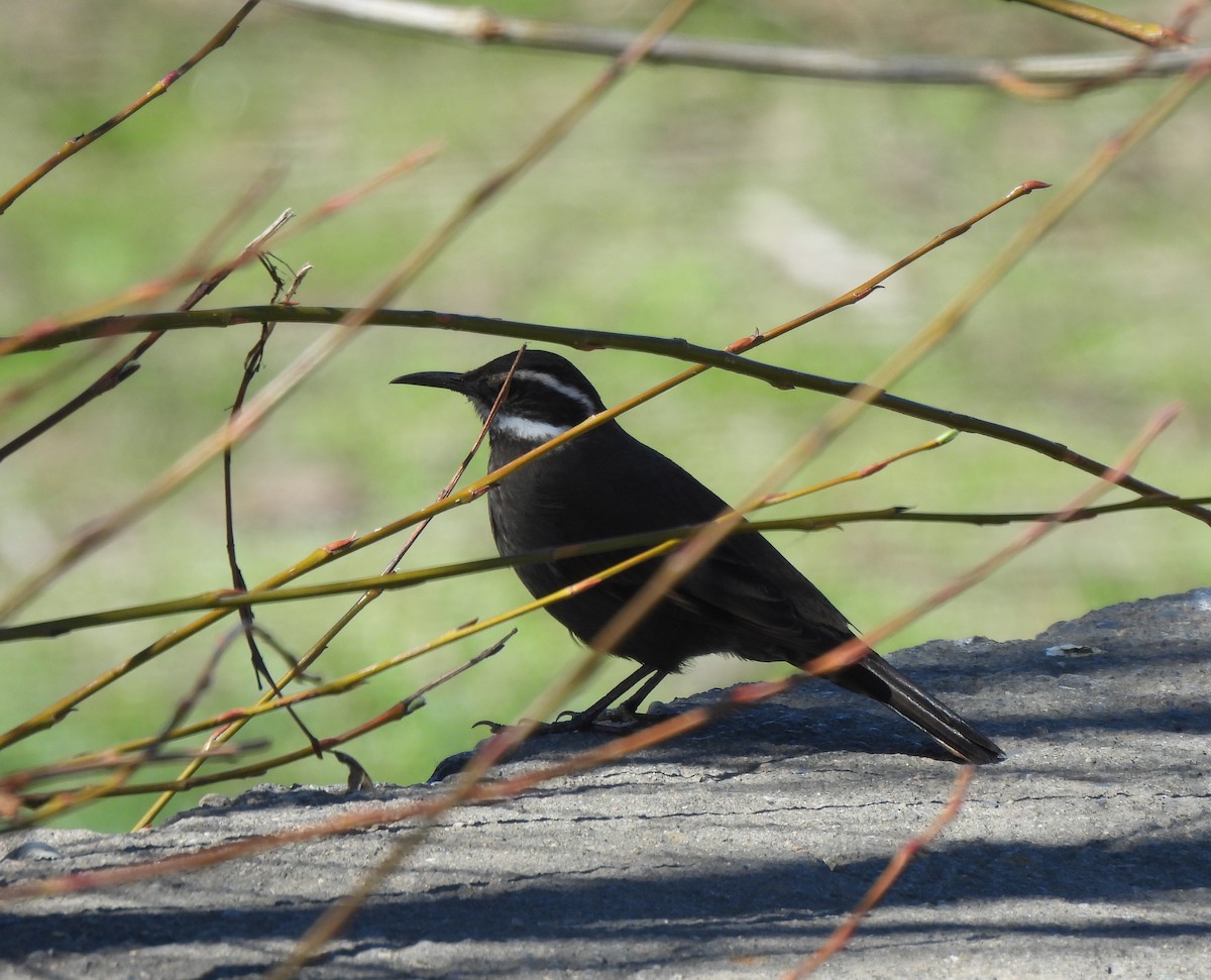 Dark-bellied Cinclodes - ML642883603