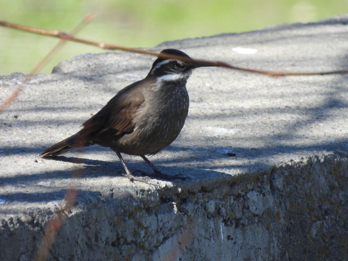 Dark-bellied Cinclodes - ML642883604
