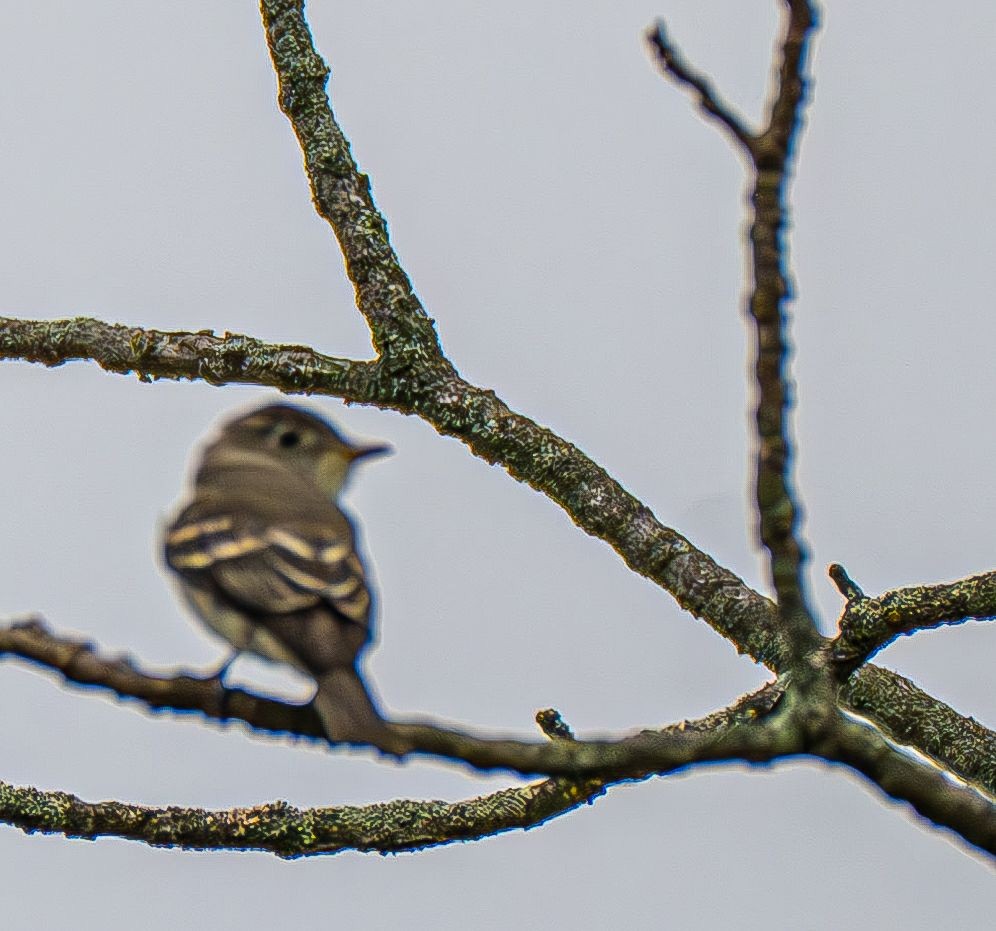 Mésange bicolore - ML642883605