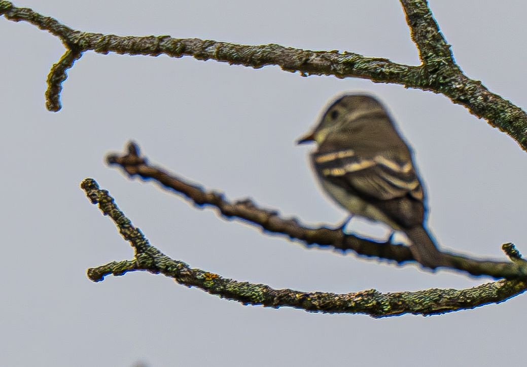 Tufted Titmouse - ML642883606