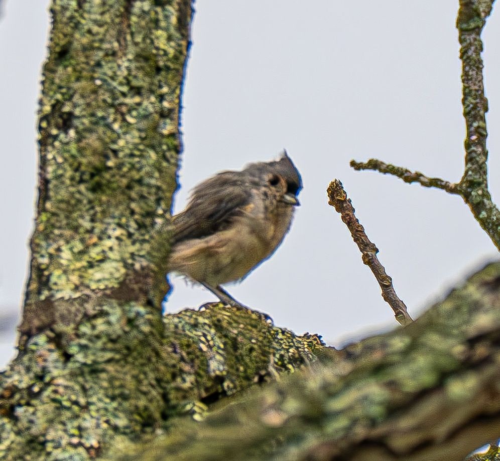 Tufted Titmouse - ML642883608
