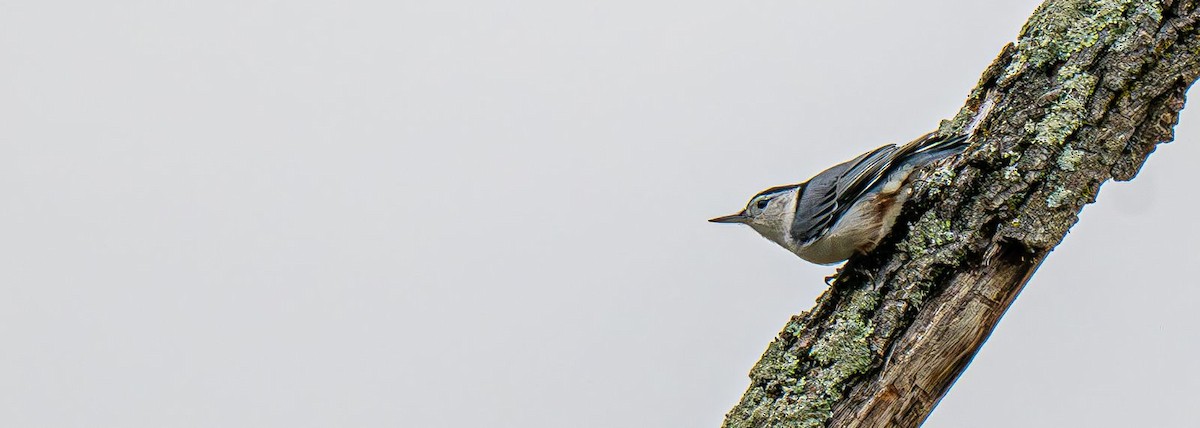 Sittelle à poitrine blanche - ML642883616