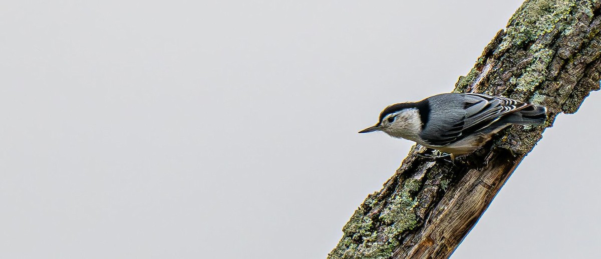 Sittelle à poitrine blanche - ML642883617