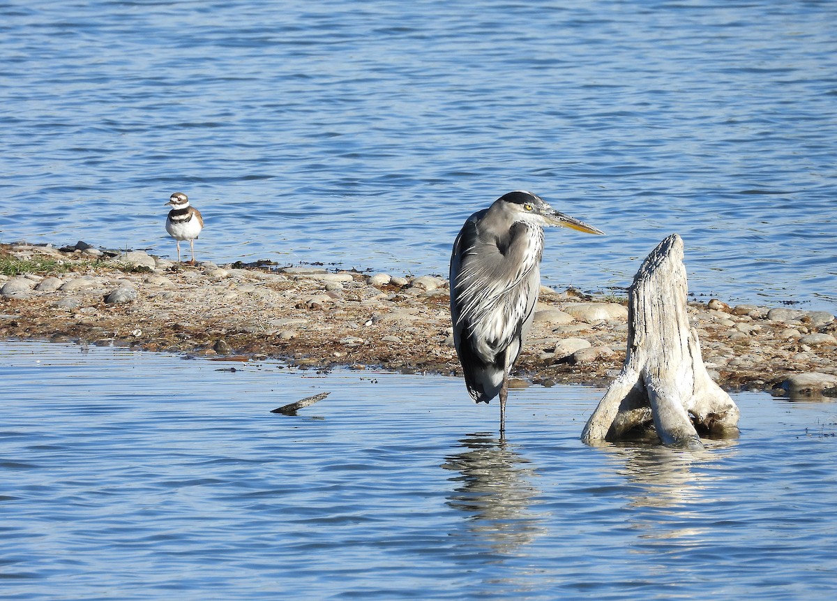 Great Blue Heron - ML642883656
