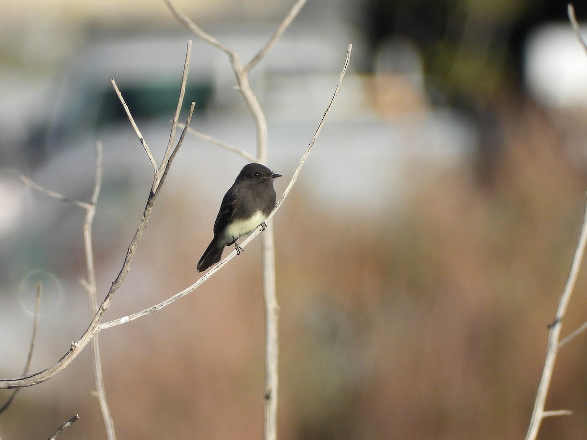 Black Phoebe - ML642883661